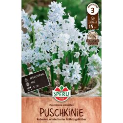 Sperli Puschkinia scilloides var. libanotica puskinvirág virághagyma 15 db