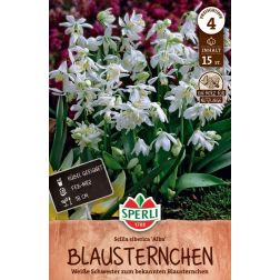 Sperli Scilla siberica Alba csillagvirág virághagyma 15 db
