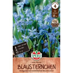Sperli Scilla siberica csillagvirág virághagyma 15 db