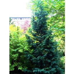 Oregoni hamisciprus Glauca fajtája