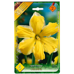 Narcissus split corona cassata fehér-sárga nárcisz virághagyma 5 darab