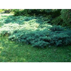 Kínai boróka Pfitzeriana Glauca