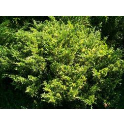 Kínai boróka Plumosa Albovariegata fajtája