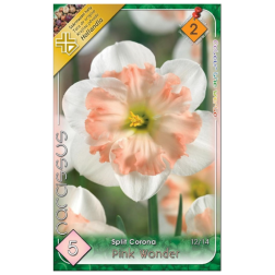 Narcissus pink wonder fehér-rózsaszín nárcisz virághagyma 5 darab