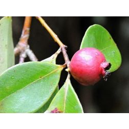 PSIDIUM CATTLEIANUM  CLT. 3  Szamóca guava
