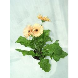 Kerti gerbera, kerti transzváliszázszorszép