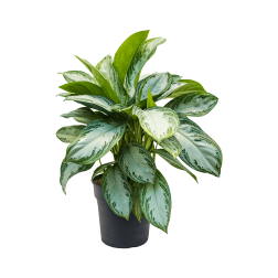 Aglaonema R&aacute;kvir&aacute;g szoban&ouml;v&eacute;ny 12 cm-es cser&eacute;pben, t&ouml;bb v&aacute;ltozatban