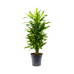 Tarka drac&eacute;na, s&aacute;rk&aacute;nyfa szoban&ouml;v&eacute;ny (Dracaena marginata)