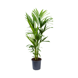 Howea kenciapálma szobanövény 23 cm-es cserépben