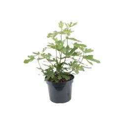 FICUS CARICA LITTLE MISS FIGGY (R)  CLT. 3  Füge