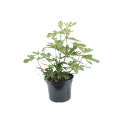 FICUS CARICA LITTLE MISS FIGGY (R) CLT. 10 füge
