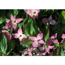 CORNUS KOUSA BENI FUJI  CLT. 10  Csillagsom