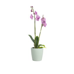 Artevasi Thalia Orchid Light Green műanyag növénytartó 14 cm