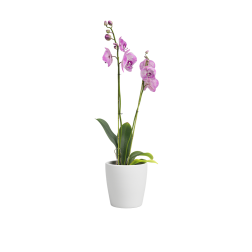 Artevasi Thalia Orchid Snow White műanyag növénytartó 14 cm