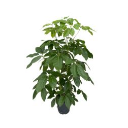 Schefflera actinophylla surágarália szobanövény 30 cm-es cserépben, 150 cm magas