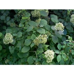Cserjés hortenzia Grandiflora fajta, kereklevelű hortenzia Grandiflora fajta