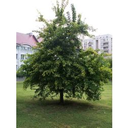 Narancseperfa, oszázsnarancs, maklúra