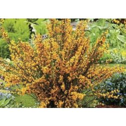 CYTISUS PRAECOX APRICOT GEM  CLT. 10  Korai zanót