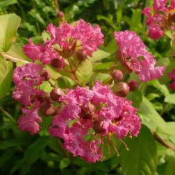 LAGERSTROEMIA INDICA WATERMELON RED CLT. 70 200/250 kínai selyemmirtusz