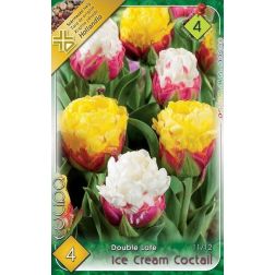 Tulipa ice cream cocktail vegyes színű kései teltvirágú tulipán virághagyma 4 darab