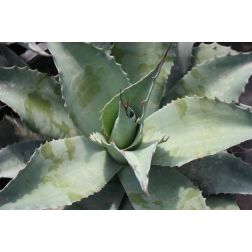 AGAVE OVALIFOLIA VANZIE  LV 12  Agávé