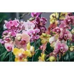 Phalaenopsis orchidea n&ouml;v&eacute;ny t&ouml;bb sz&iacute;nben 12 cm-es cser&eacute;pben