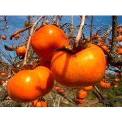 Diospyros kaki datolyaszilva 2 literes konténerben