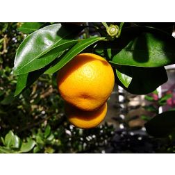 Mandarin