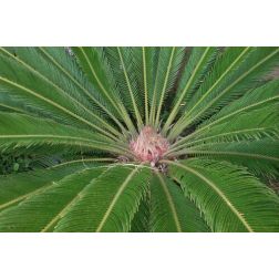 Japán cikász