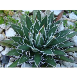 Törpe Agave