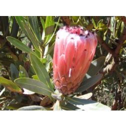 Protea