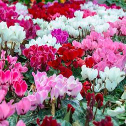 Cyclamen Ciklámen 12 cm-es cserépben, vegyes színekben