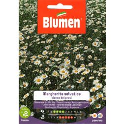 Blumen Fehér százszorszép vetőmag