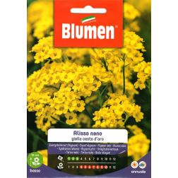 Blumen Aranysárga mézvirág vetőmag