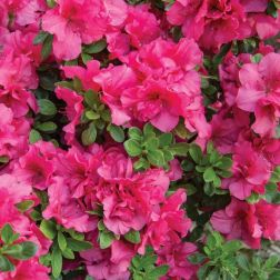 Azalea japonica Indica 40-45 V22 Japán azálea