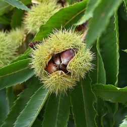 Castanea sativa 80-100 Szel&iacute;dgesztenye
