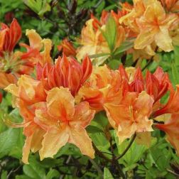 Azalea mollis 25-30 V22 Azálea