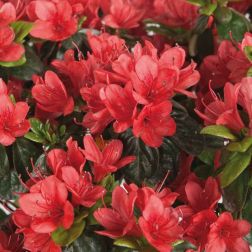 Azalea japonica Rustica 40-45 V22 Japán azálea