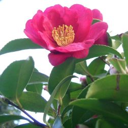 Camellia Sasanqua "Kanjiro" B2 Szaszanka