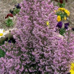 Erica canaliculata V17 Hanga