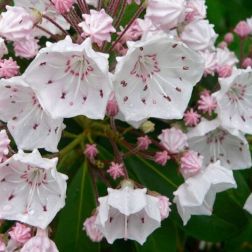 Kalmia latifolia 25-30 Hegyi bab&eacute;r