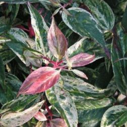 Leucothoe rainbow 30-40 V17 F&uuml;rt&ouml;shanga