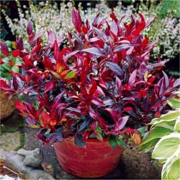 Leucothoe scarletta 30-40 V17 F&uuml;rt&ouml;shanga