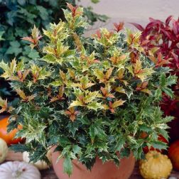 Osmanthus tricolor V18 Tarkalevelű illatvir&aacute;g