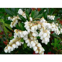 Pieris japonica V25-30 Jap&aacute;n bab&eacute;rhanga
