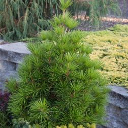 Sciadopitys verticillata Jap&aacute;n ernyőfenyő