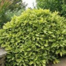 Aucuba japonica "Crotonifolia" V22 Bab&eacute;rsom
