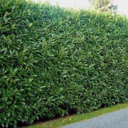 Prunus laurocerasus V18 Bab&eacute;rmeggy