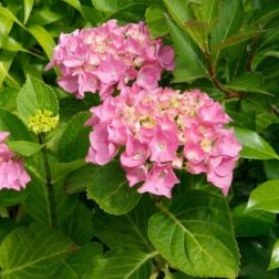 Hydrangea macrophylla P45 Kerti hortenzia