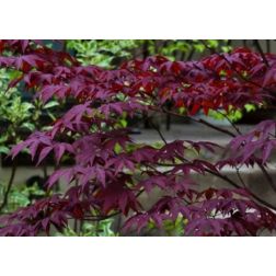 Acer palm."Diss.Atropurpureum"clt230 jap&aacute;n juhar